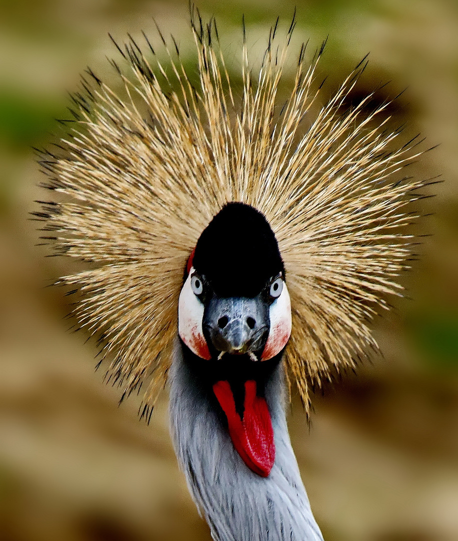 4017 zoo de vincennes