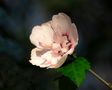 Hibiskusblüte von Sam Os