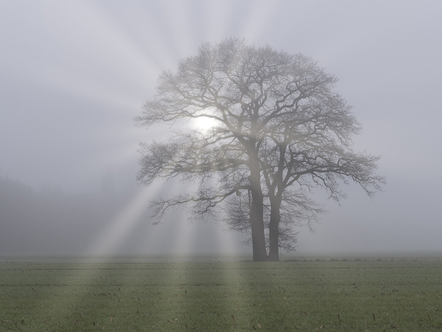 4023SC Einzelner Baum im Nebel mit Sonnenstrahlen