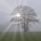 4023SC Einzelner Baum im Nebel mit Sonnenstrahlen