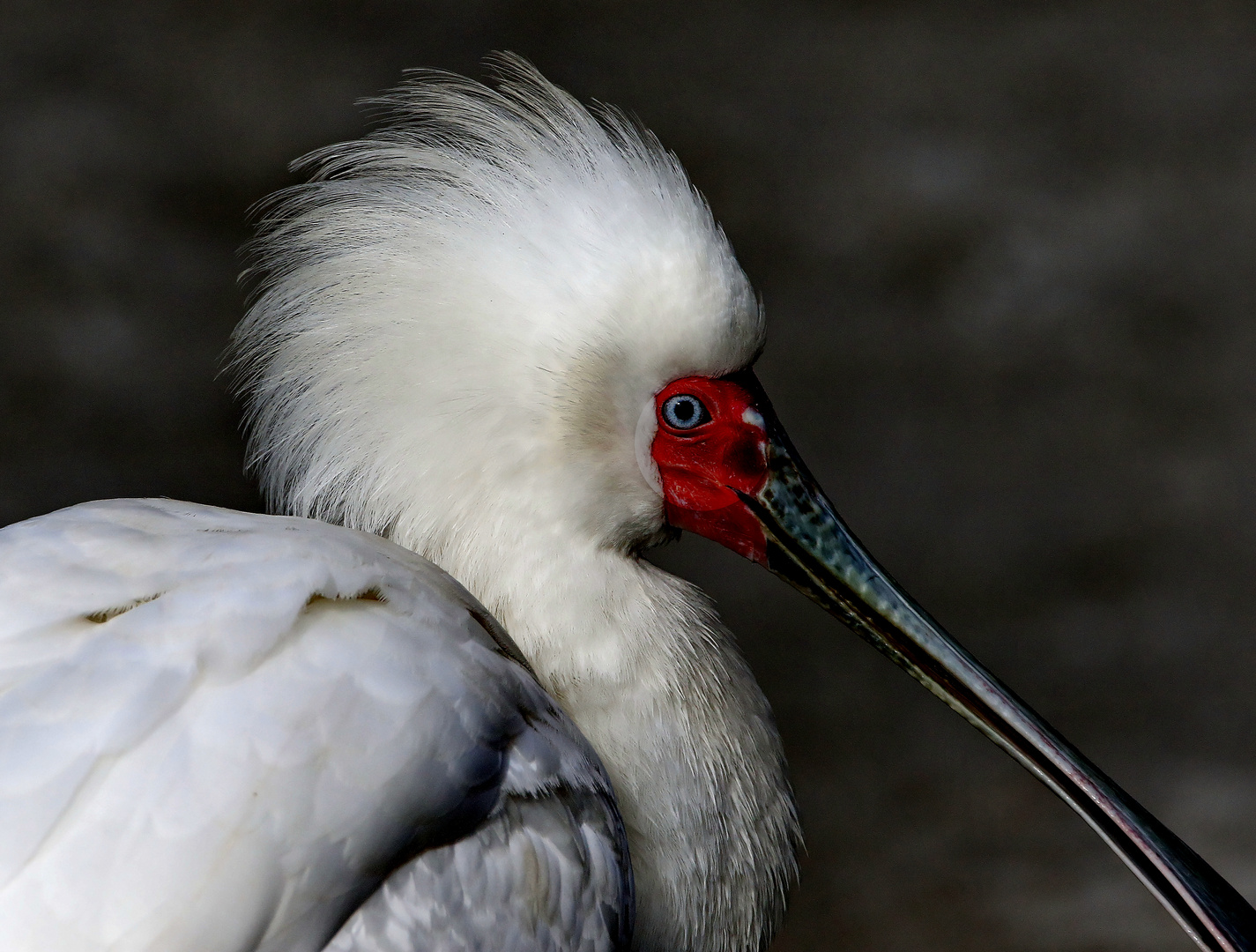 4034 zoo de vincennes