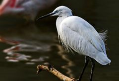 4043....Aigrette