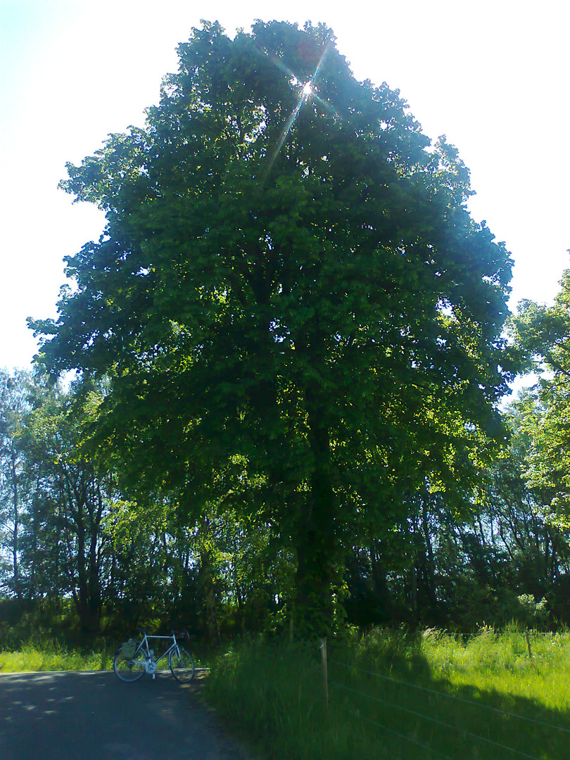 4.06.2015 Mein Lieblingsbaum  der Bahnallee