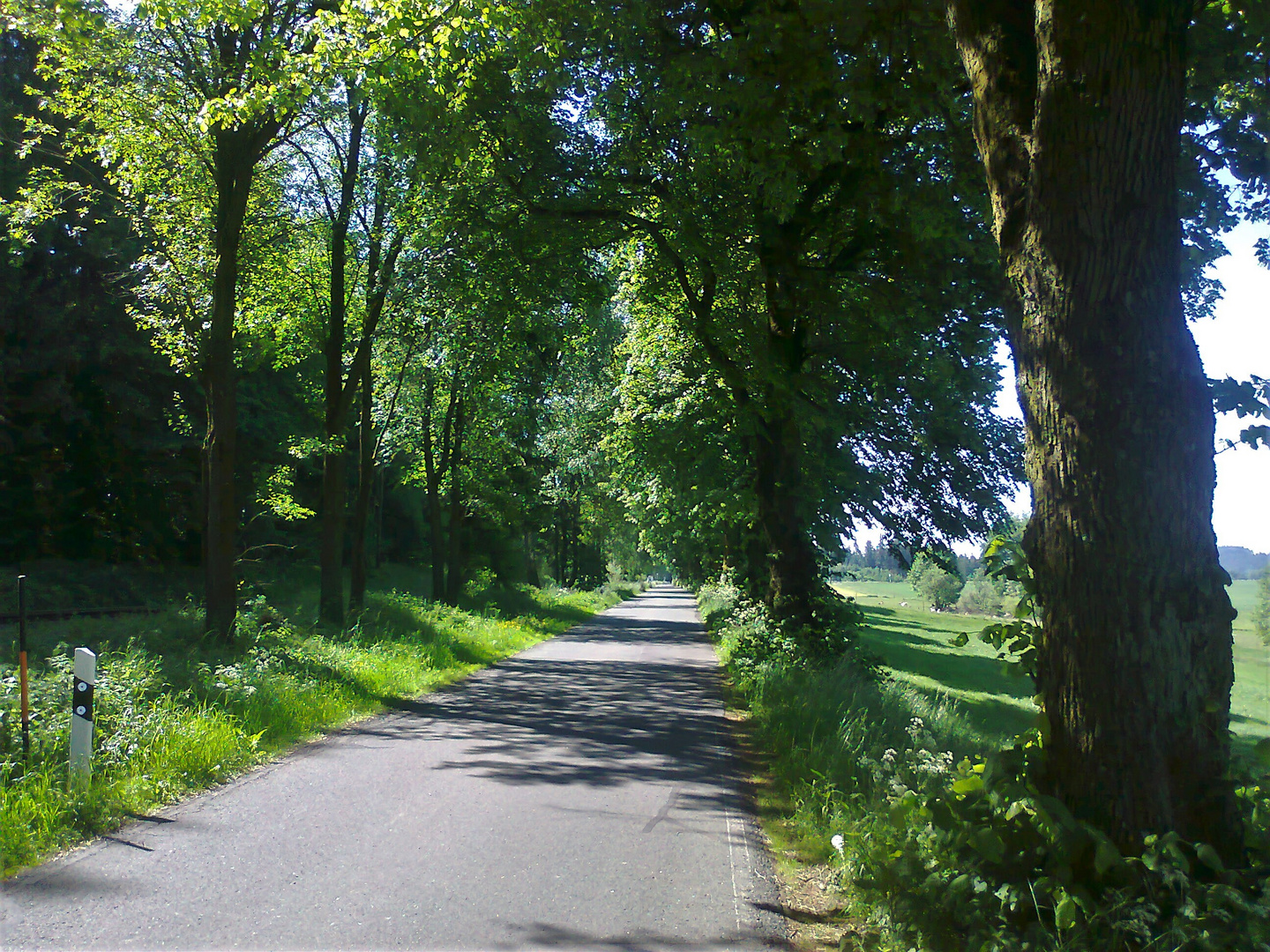 4.06.2015  Vorfreude :  Mein Weg zur "Arbeit " neben Bahngleis Falls nach  Marktschorgast