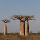 Baobabs