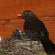 Amsel Paar beim Aufziehen der Jungen