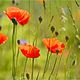 Mohn 