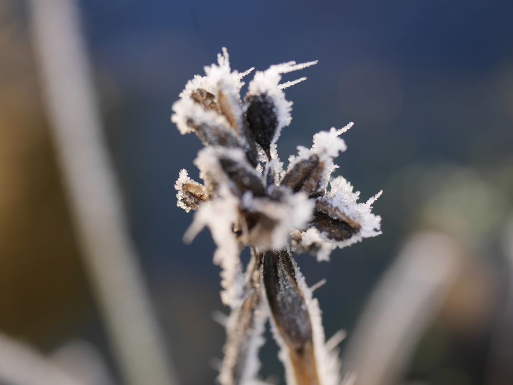 Knospen im Eis von Sirei