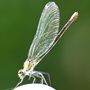 Damselfly  by laura.mcintosh4