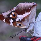 (4/10) Der Große Schillerfalter (Apatura iris)