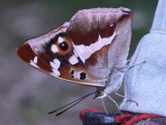 (4/10) Der Große Schillerfalter (Apatura iris)