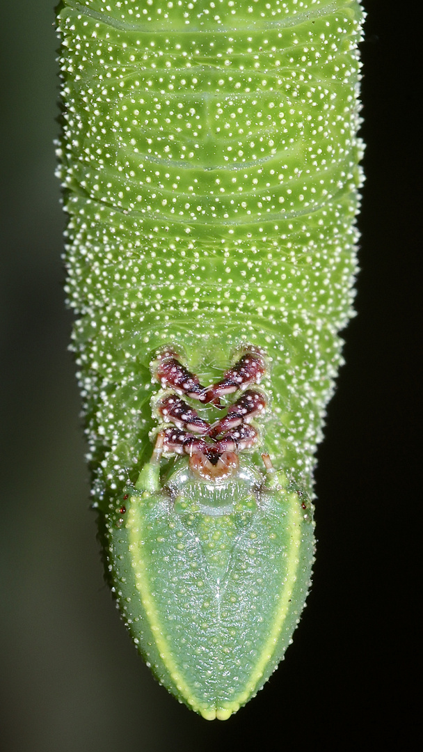 (4/10) Eine Raupe des Abendpfauenauges (Smerinthus ocellata)