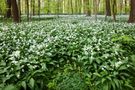 Ein Wald voll Bärlauch von Annette Ralla