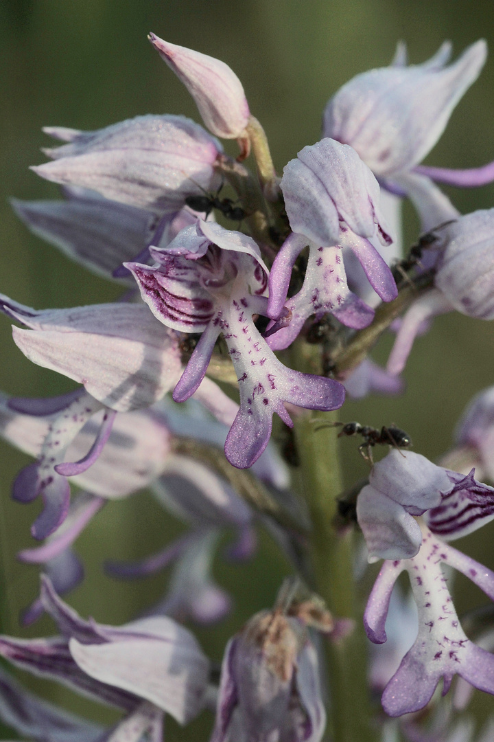 (4/11) Verschiedene Farbvarianten des Helm-Knabenkrauts (Orchis militaris)