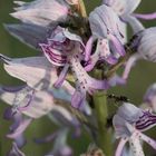 (4/11) Verschiedene Farbvarianten des Helm-Knabenkrauts (Orchis militaris)