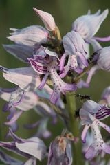 (4/11) Verschiedene Farbvarianten des Helm-Knabenkrauts (Orchis militaris)