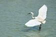 Herons, Storks, Ibises