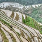 413 - Ping'an - Paddy Fields