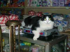 4,15 kg Katze