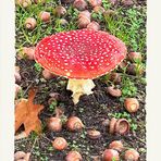 41/52 Flips, der Fliegenpilz