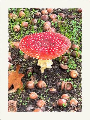 41/52 Flips, der Fliegenpilz