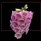 416 DIGITALIS PURPUREA