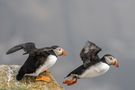 Atlantic Puffins 3 von Hartmut Bräunlich