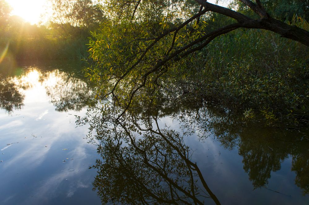 Sommerabend am Weiher von schwertlilie67