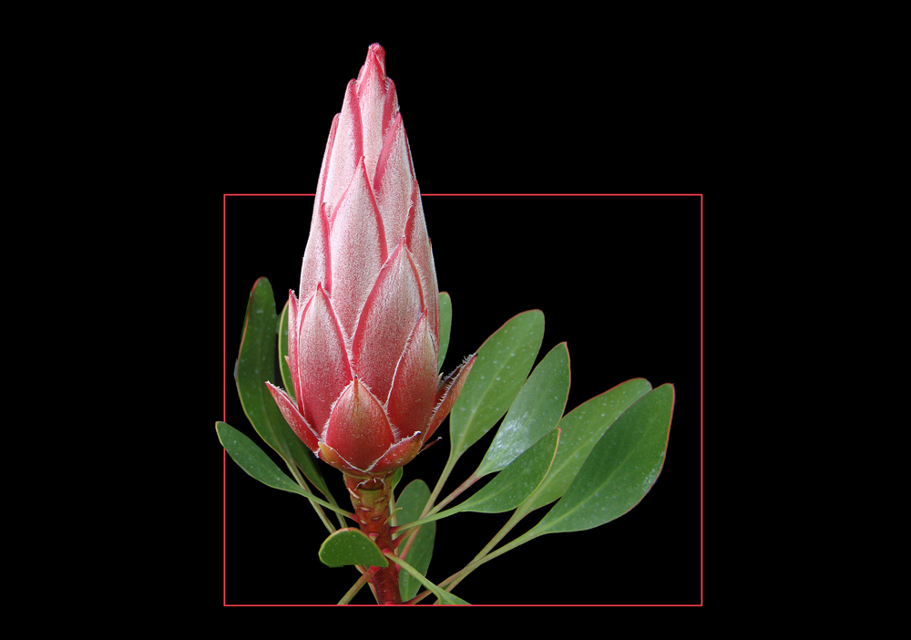 418 PROTEA LITTLE PRINCE 01