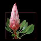 418 PROTEA LITTLE PRINCE 01