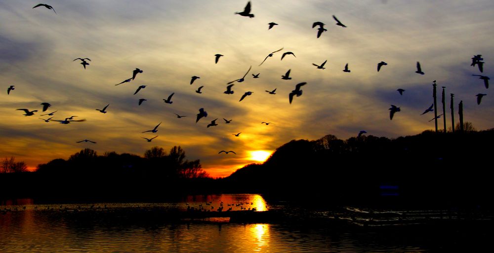 DIE VÖGEL...( Sonnenuntergang am Kemnader See in Bochum)  von MICHAEL GUETTLER