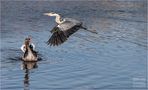 Huch,ein Grauer! by Gerhard Schambil