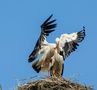 Storch von Roger Andres