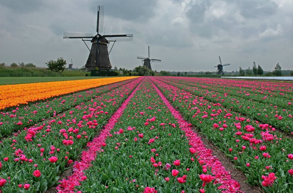 Windmühlen in Holland von Wilfried Schneider