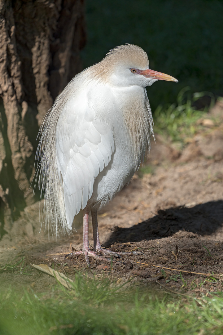 41_Zoo Hannover