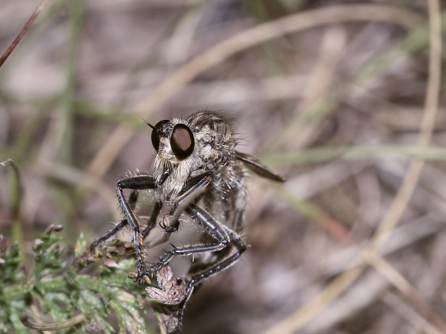 (42) "Beifang" aus der Wildbienenkolonie in Neukappl/Opf., Sommer 2019