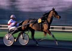 42 trot à vincennes