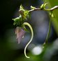 flowerportrait von mexs.ch