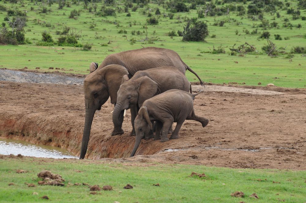 Elefantenfamilie von retep257 