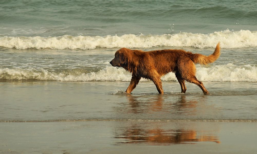 Strandgut! von Werner Rost 