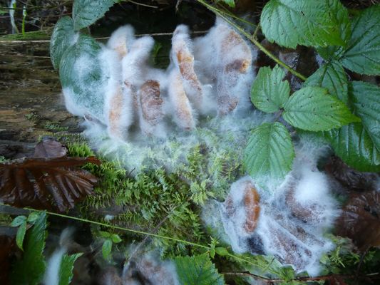 42_52 Recycling der Recycler