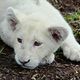 White Lion