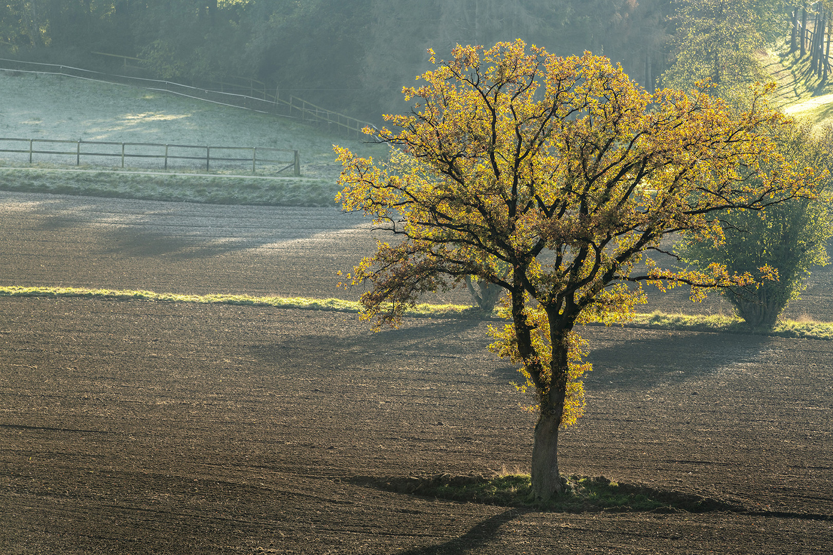 4255S alleinstehende Eiche im Feld bei Bodenengern Auetal Herbst