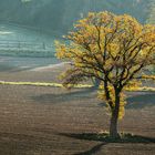 4255S alleinstehende Eiche im Feld bei Bodenengern Auetal Herbst