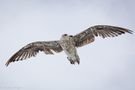 Southern Black-backed Gull by archiek