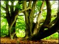 Fotoworkshop: Märchenhafte Urwälder von Dieter Horn (photoschule.de)