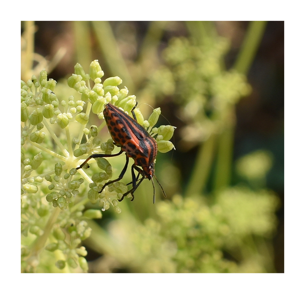 photo et image macro nature macros nature Images photo et image macro nature macros nature Images