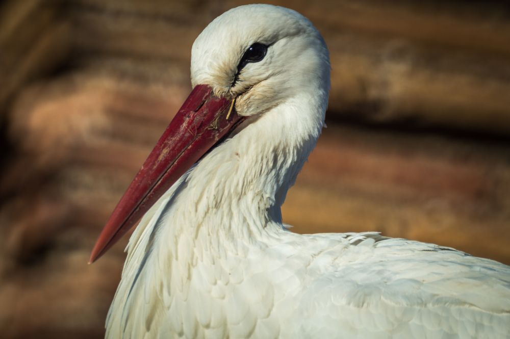 Ciconia Ciconia by Manuel Fernandez Martinez 