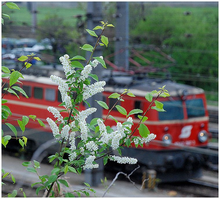 42er Frühling