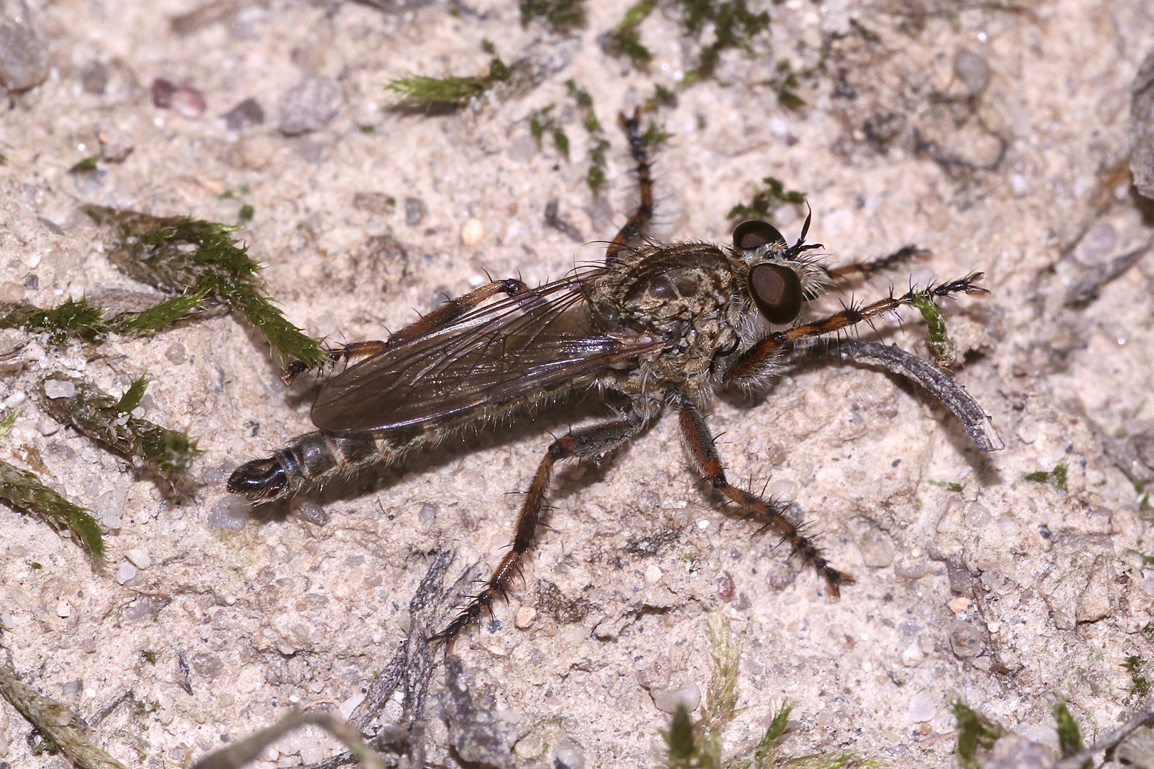 (43) "Beifang" aus der Wildbienenkolonie in Neukappl/Opf., Sommer 2019